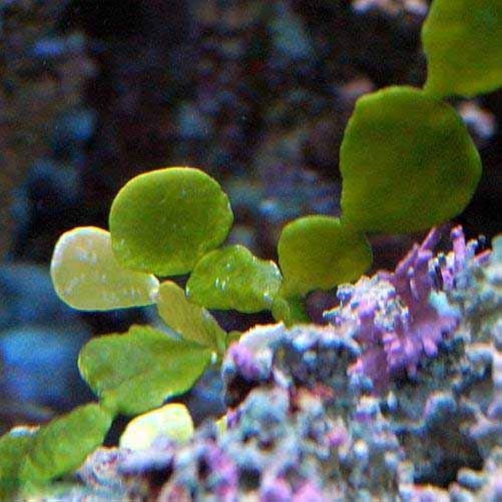 水草  海藻  サンゴ LSS研究所 レプリカサンゴ 海藻 TRーS10 30cm 台付 242386 1個